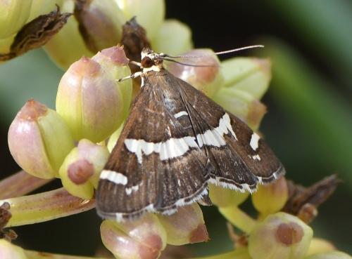 Réf. 242 621 : Spoladea recurvalis